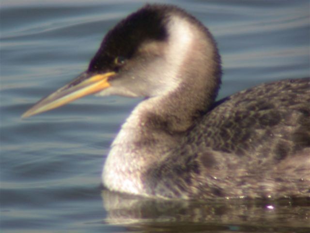 Red-necked Grebe - ML20480051