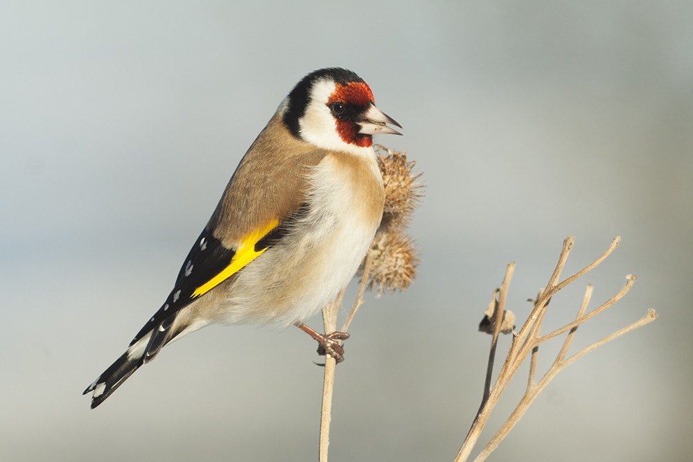 Chardonneret élégant (groupe carduelis) - ML204800751