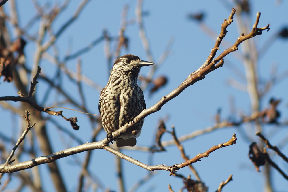 Eurasian Nutcracker (Northern) - ML204800811