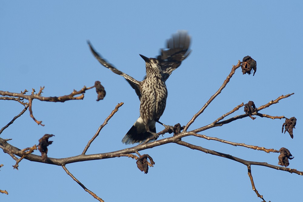 Eurasian Nutcracker (Northern) - Michal Jurica