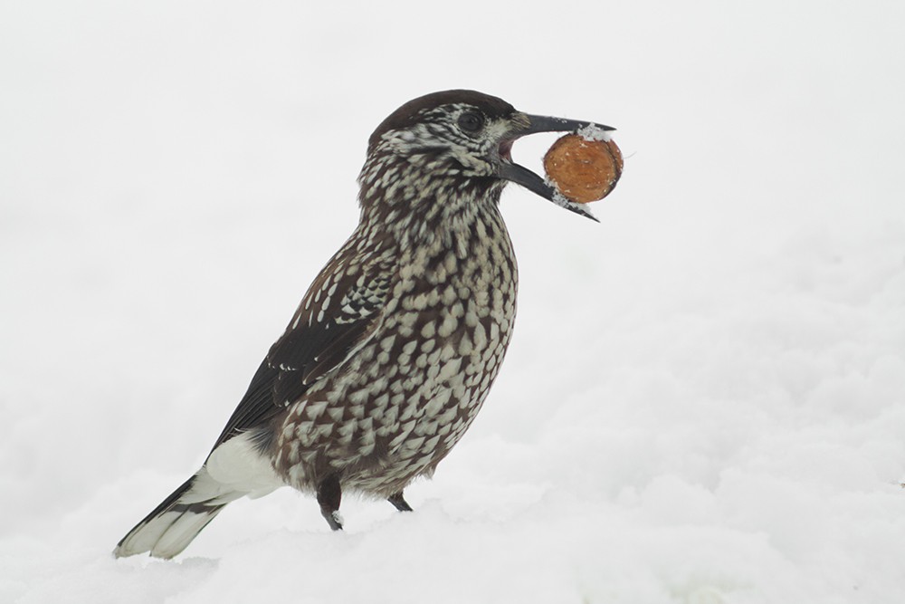 Eurasian Nutcracker (Northern) - ML204800851