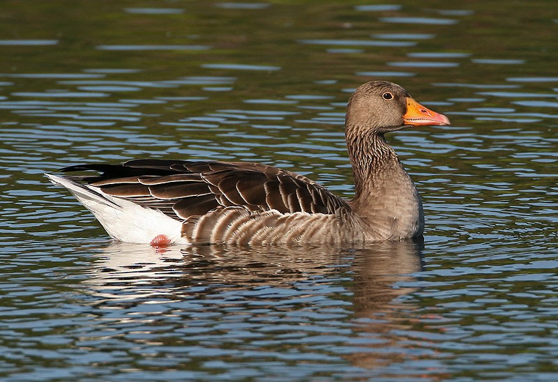 Graylag Goose (European) - Peter Vercruijsse