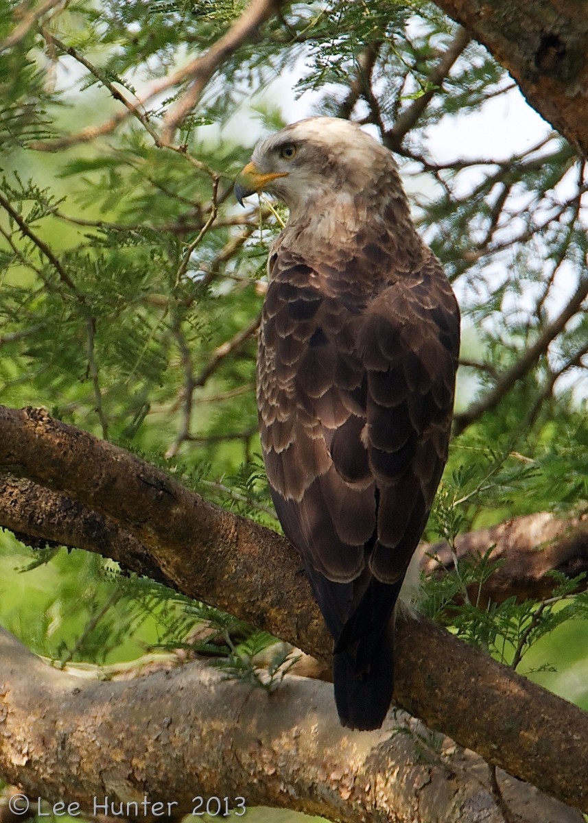 Banded Snake-Eagle - ML204801191