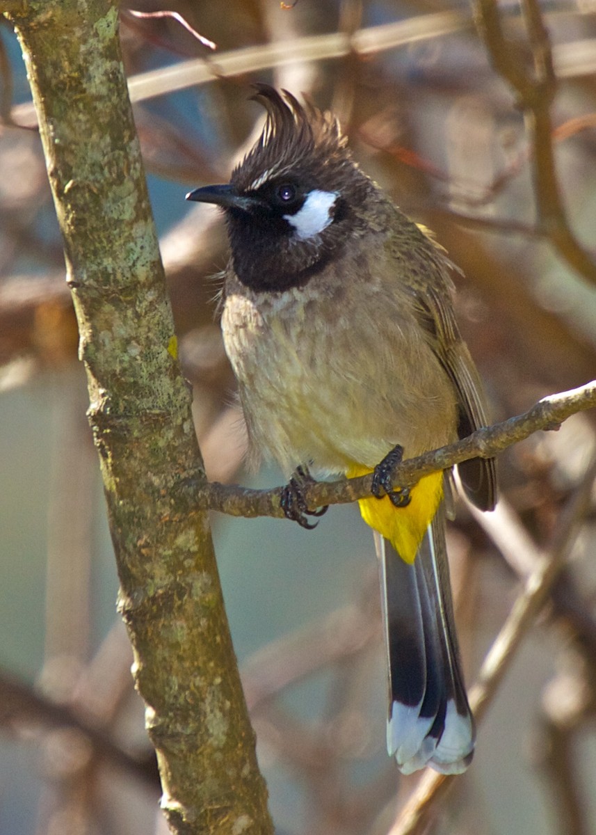 bulbul himálajský - ML204801251