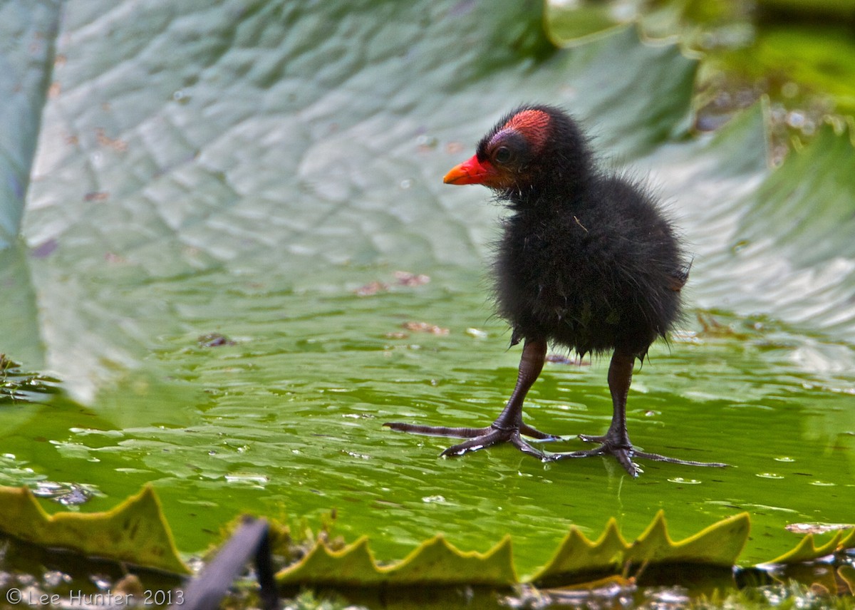 slípka americká [skupina galeata] - ML204801271