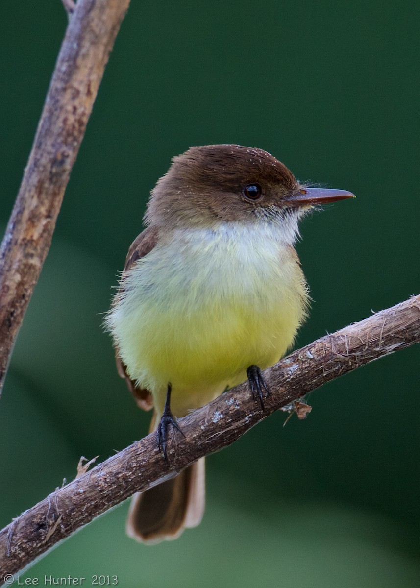 Sad Flycatcher - ML204801321