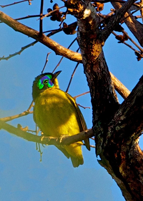 pitovec žlutobřichý - ML204801491