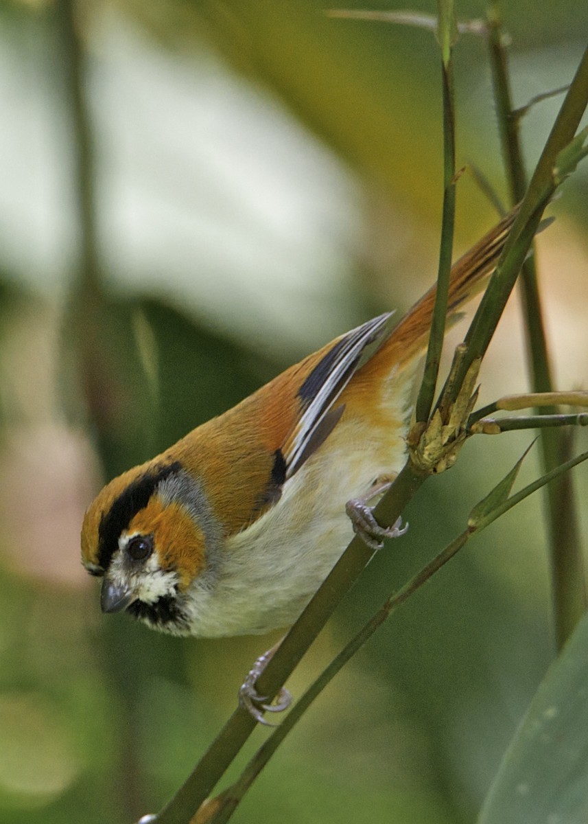 Black-throated Parrotbill - ML204801531