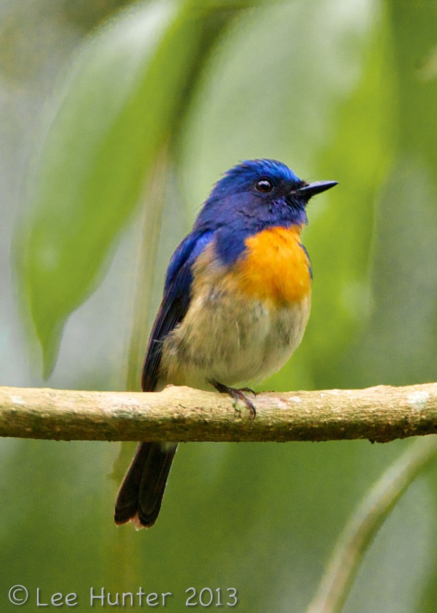 Blue-throated Flycatcher - ML204801571