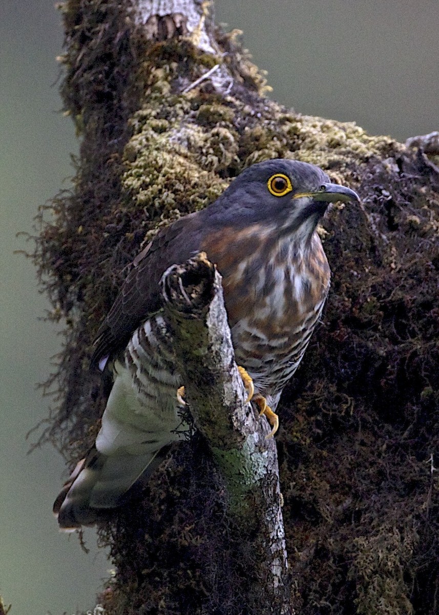 kukačka krahujčí - ML204801581