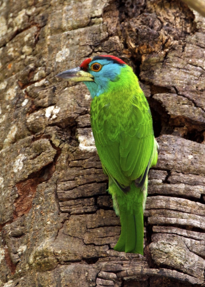 barbet modrolící - ML204801601