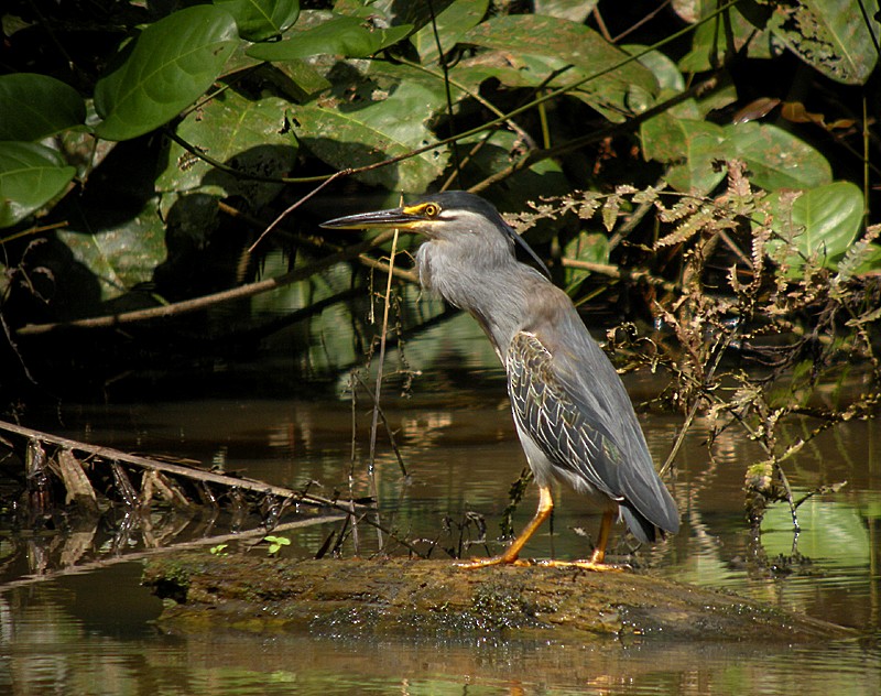 Striated Heron (Old World) - ML204801841