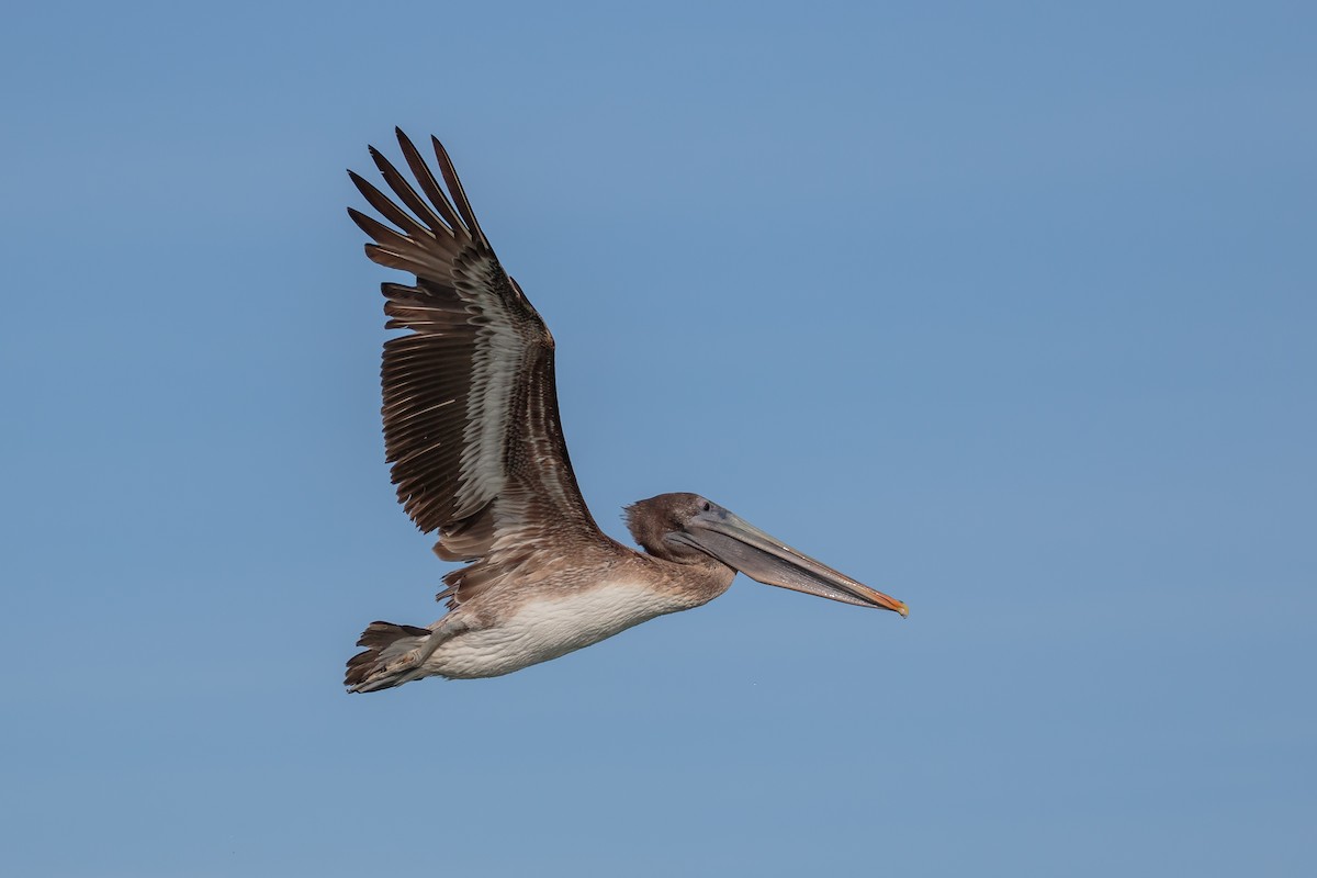 Brown Pelican - ML204802471