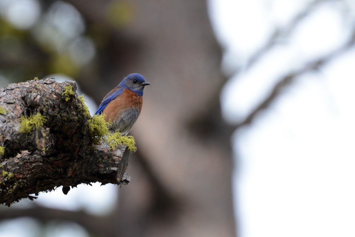 Western Bluebird - ML20480261