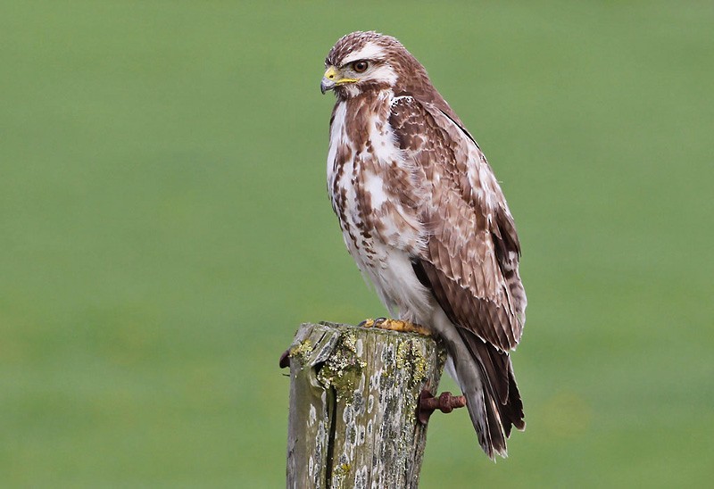 Common Buzzard (Western) - ML204802781