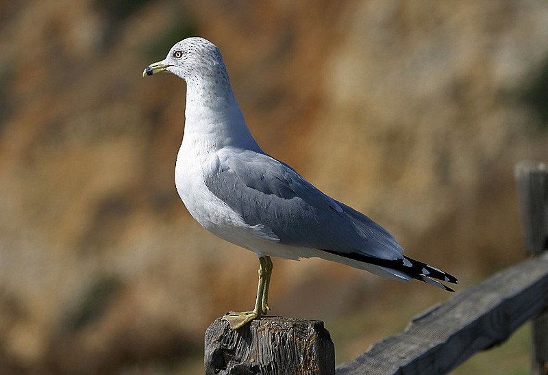 Ring-billed Gull - ML204802901