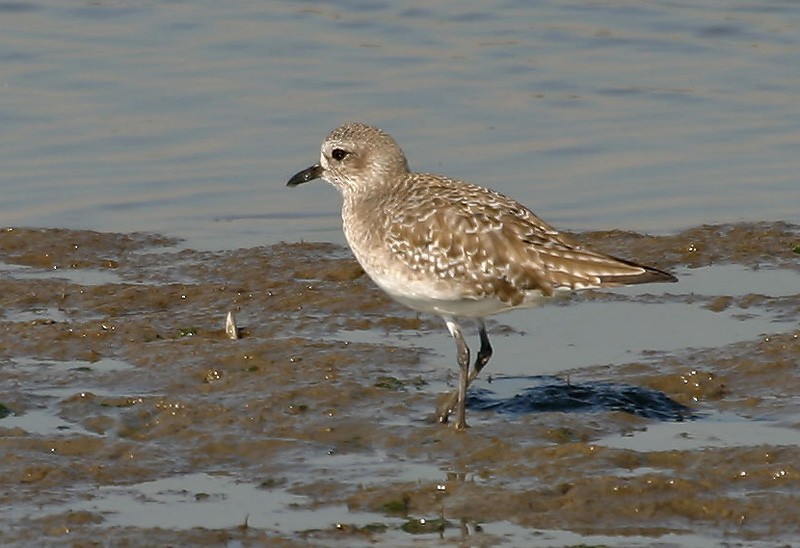 Black-bellied Plover - Peter Vercruijsse