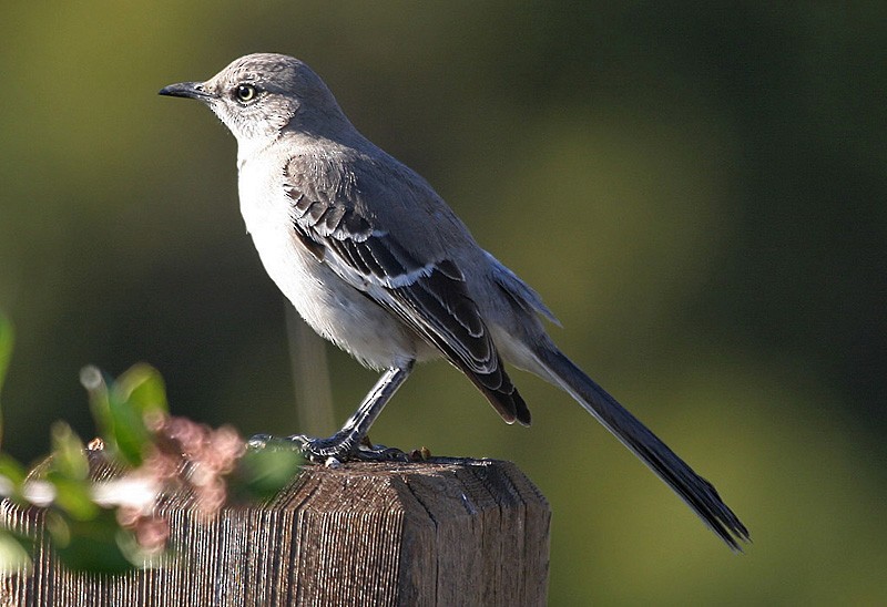 Northern Mockingbird - Peter Vercruijsse