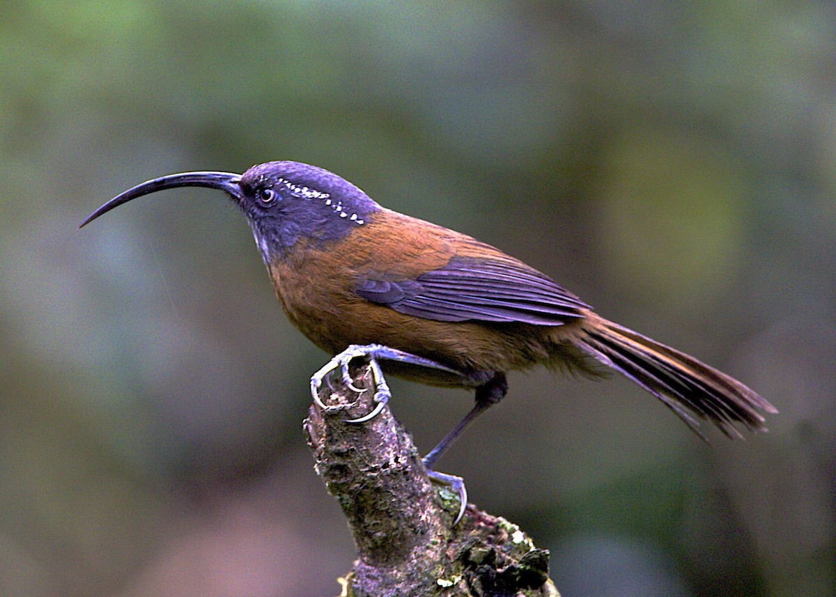 Slender-billed Scimitar-Babbler - ML204803381