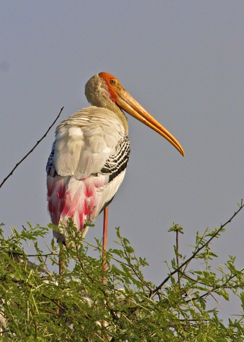 nesyt indický - ML204803401