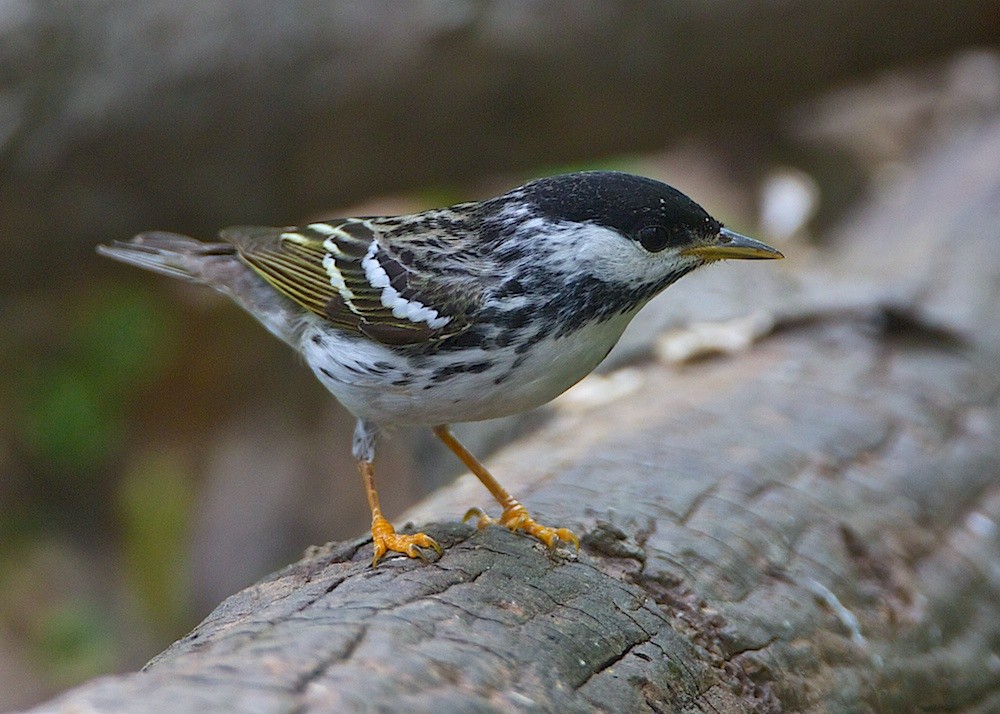 lesňáček černohlavý - ML204803431