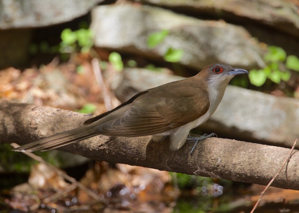 Black-billed Cuckoo - ML204803461