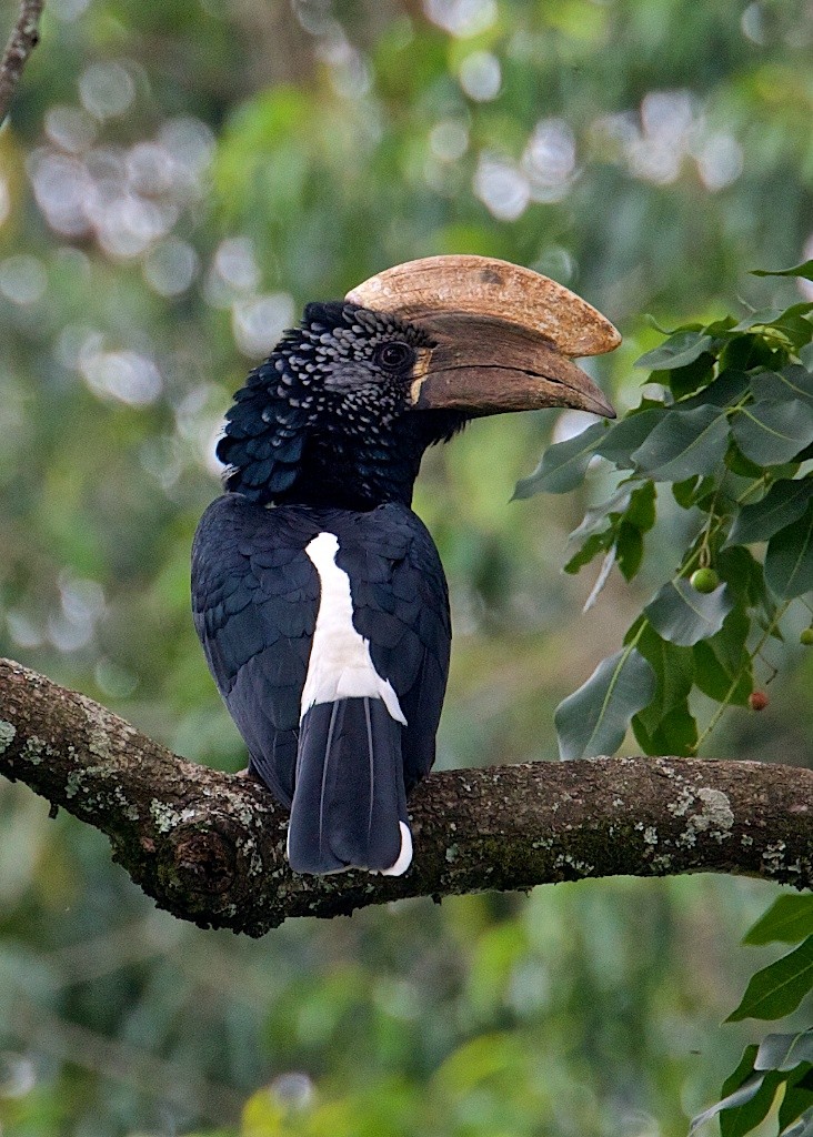 Silvery-cheeked Hornbill - ML204803481