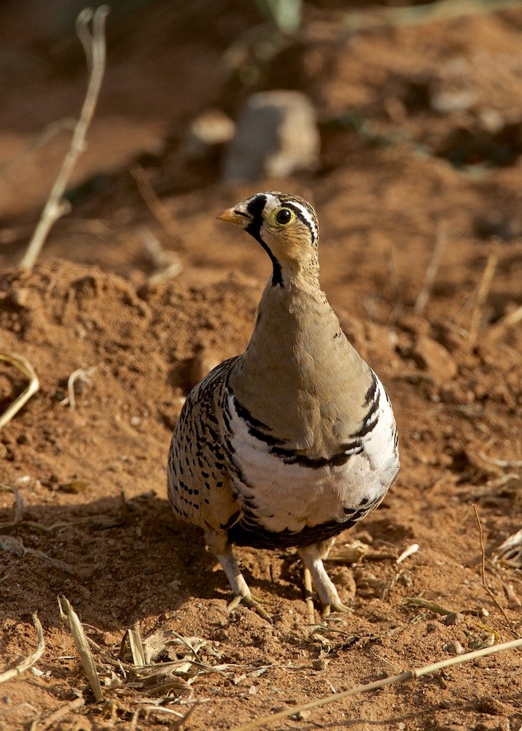 Black-faced Sandgrouse - Lee Hunter