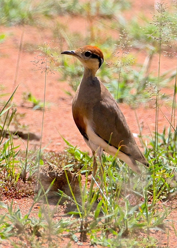 Temminck's Courser - ML204803701