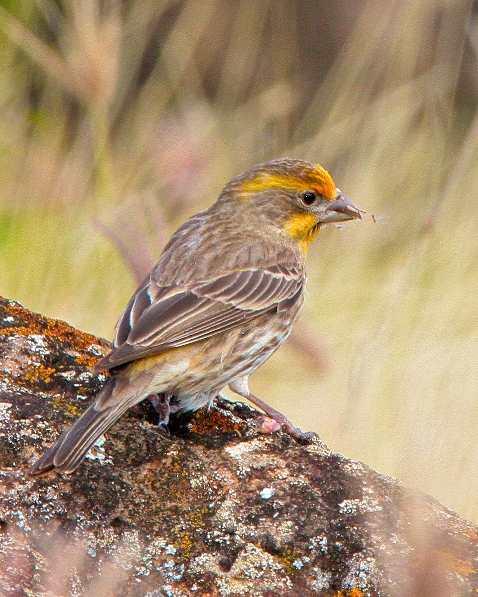 House Finch - ML204803761