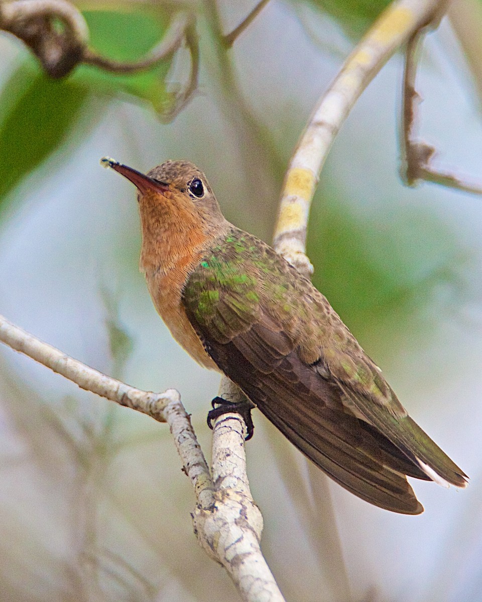 Zimtbrustkolibri - ML204803801