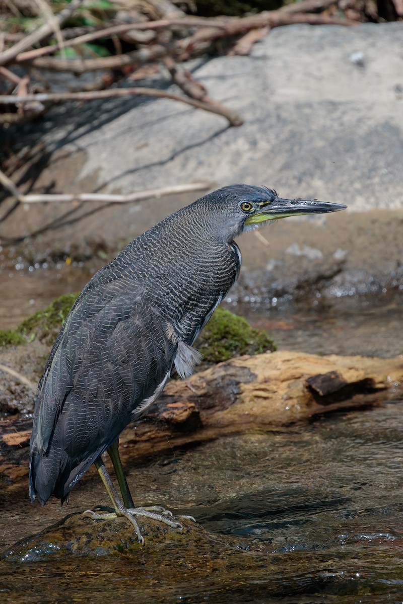 Fasciated Tiger-Heron - ML204804481