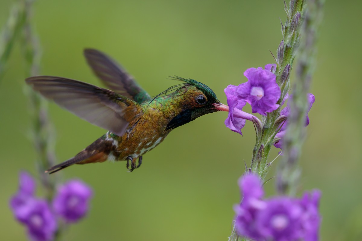 Black-crested Coquette - Martin  Flack