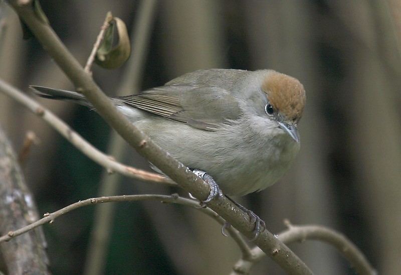 Eurasian Blackcap - ML204804871