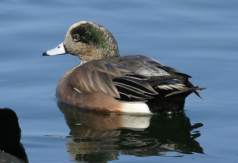 American Wigeon - ML204805121