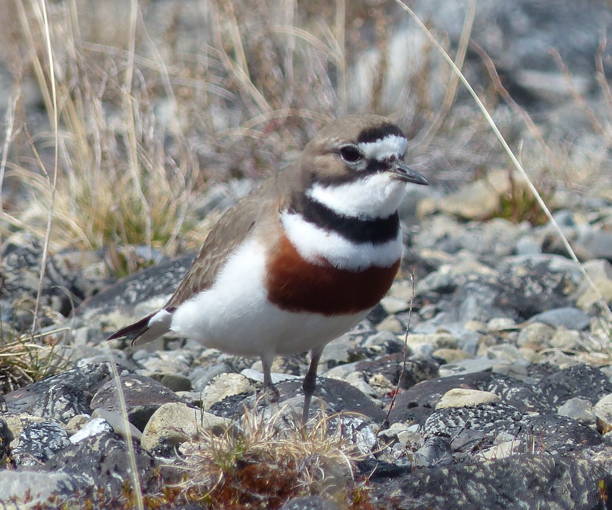 Double-banded Plover - ML20480541
