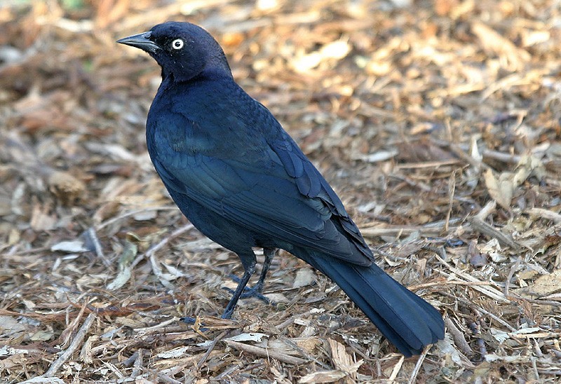 Brewer's Blackbird - ML204805451