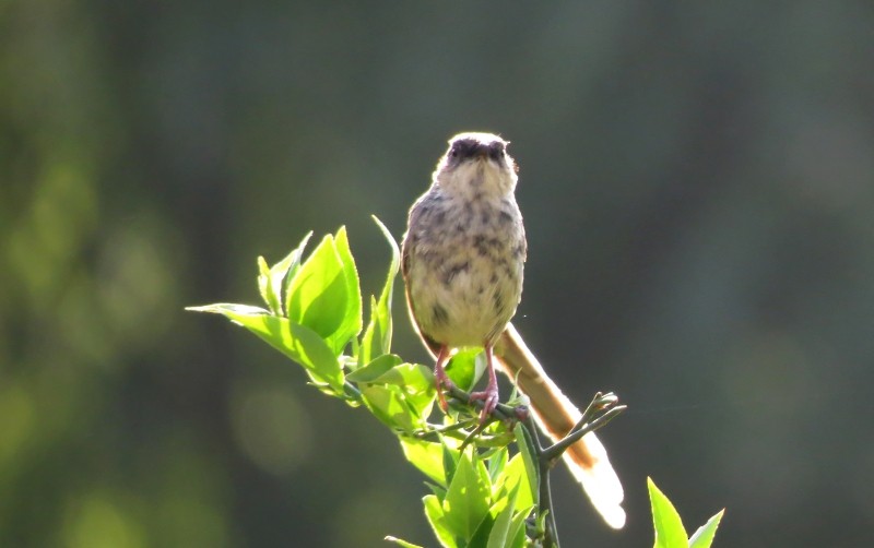 Prinia crinigère - ML204805741