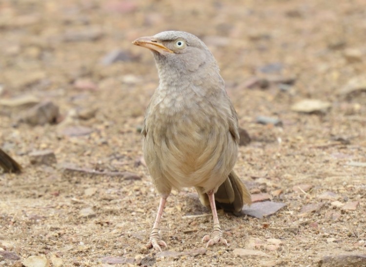 Jungle Babbler (Jungle) - ML204805781