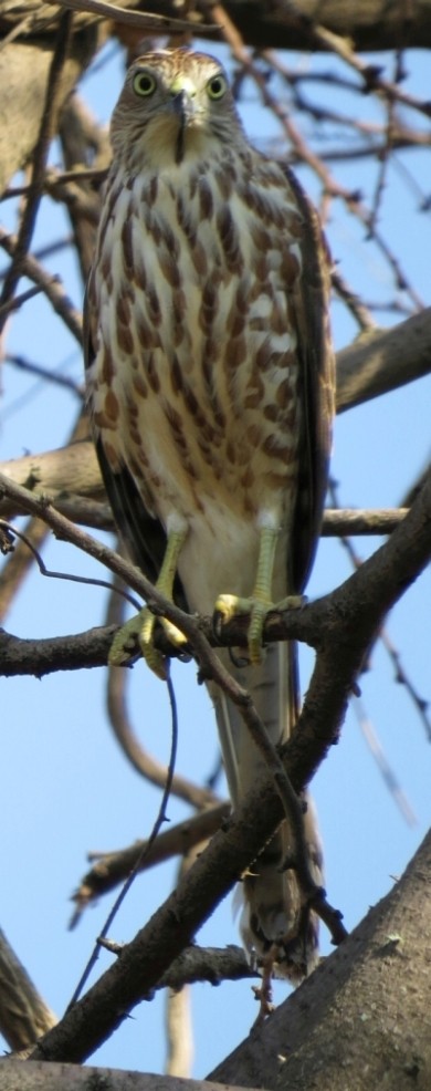 褐耳鷹 - ML204805861