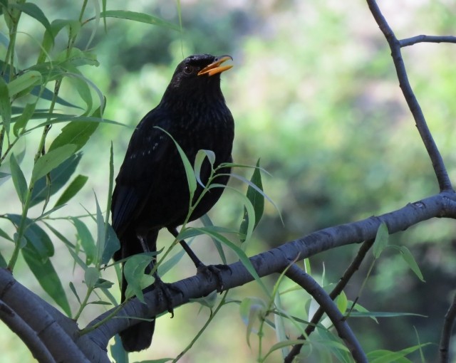 Blue Whistling-Thrush - ML204805941