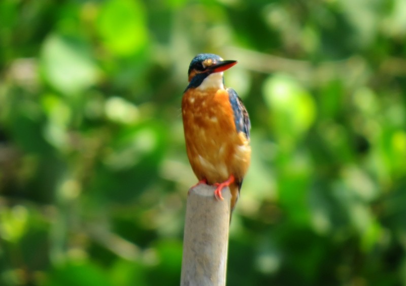 Common Kingfisher - ML204805971
