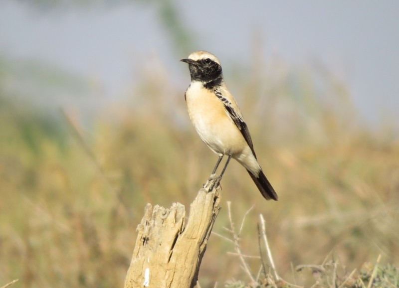 Desert Wheatear - Shivam Tiwari