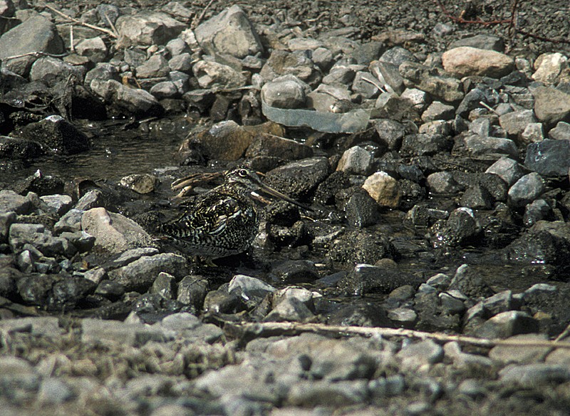 Solitary Snipe - ML204806461