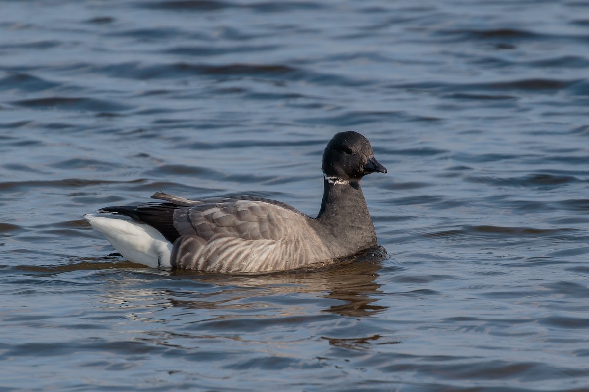 Brant (Dark-bellied) - Martin  Flack