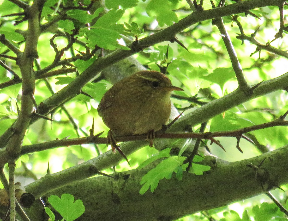 鷦鷯 - ML204807521