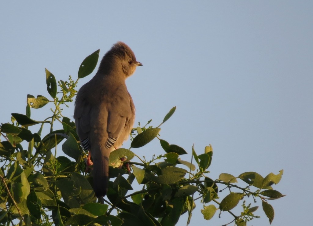 Hypocolius - ML204807911