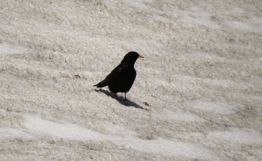 Yellow-billed Chough - ML204807961