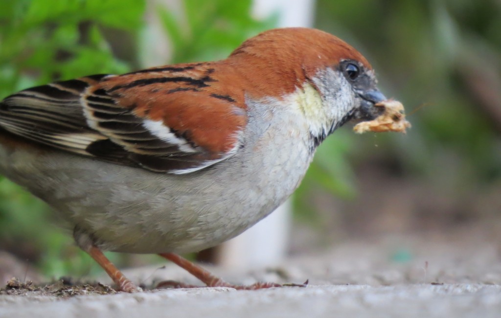 Russet Sparrow - ML204807991