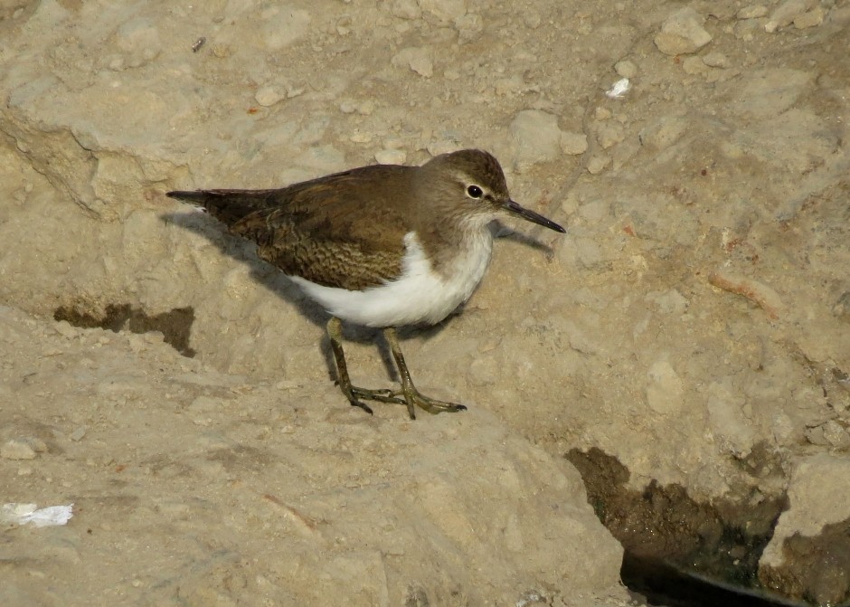 磯鷸 - ML204808191